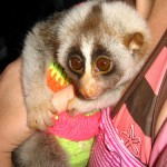 Bengal slow loris tourist photo fromThailand