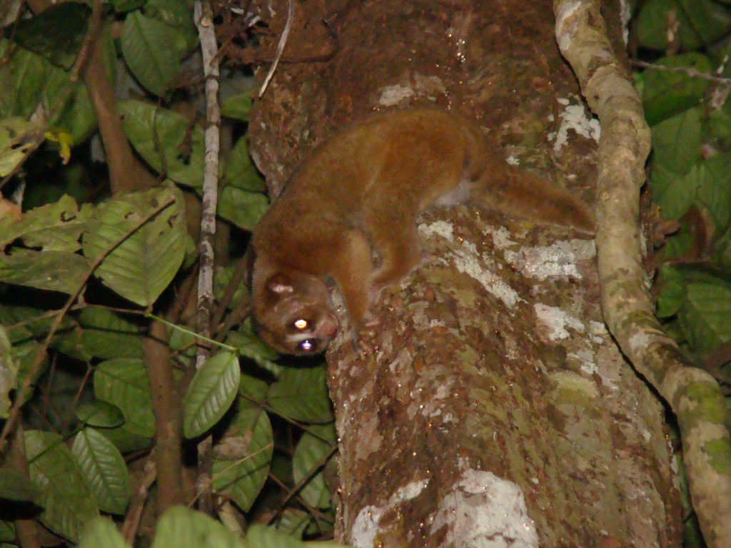 A bornean loris gouging by Rachel Munds