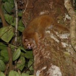 A bornean loris gouging by Rachel Munds