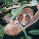 34_loris_tardigradus_anna_nekaris