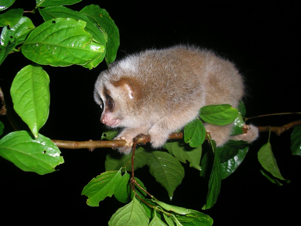 Baby Hill's slow loris in Aceh