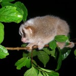 Baby Hill's slow loris in Aceh