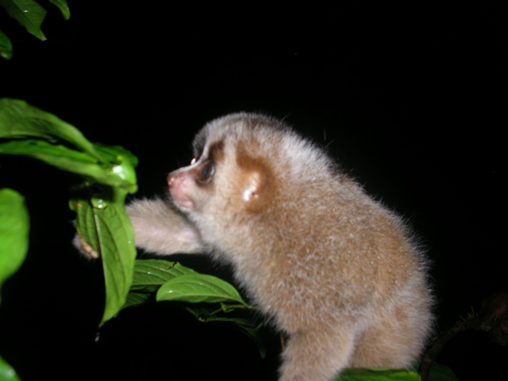 Baby Hill's slow loris in Aceh