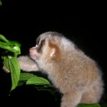Baby Hill's slow loris in Aceh