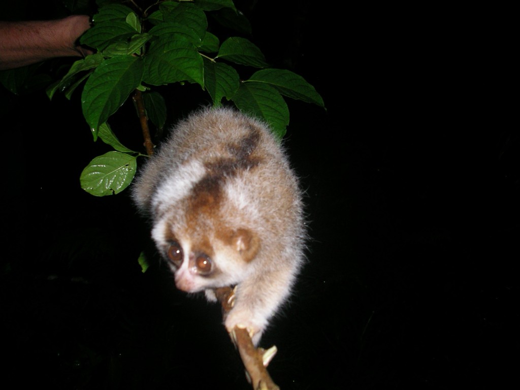 Baby Hill's slow loris in Aceh