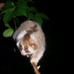 Baby Hill's slow loris in Aceh