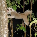 Bengalensis Assam by Nabajit Das