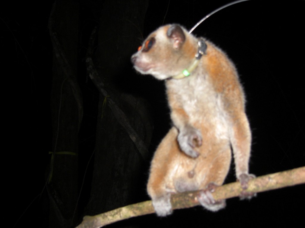 Mr Darcy the pygmy with his radio collar
