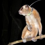 Mr Darcy the pygmy with his radio collar
