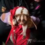 Javan slow loris being collared