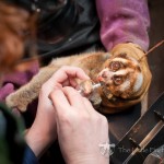 Capture and collaring-low-076
