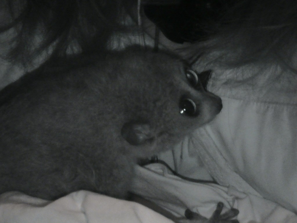 Pygmy calm in lap!