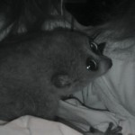 Pygmy calm in lap!