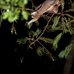 Lorises-low-003