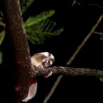 Lorises-low-011