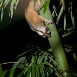 Lorises-low-030