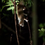 Lorises-low-051