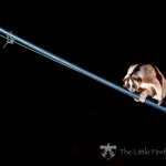 Lorises-low-090