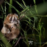 Lorises-low-106
