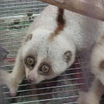 Bengals confiscated in Thailand