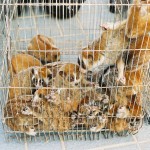 Pygmies confiscated in Thailand