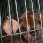 Hills slow loris in Medan Sumatra