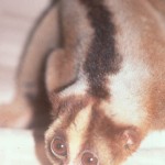 Short coated Javan loris from market