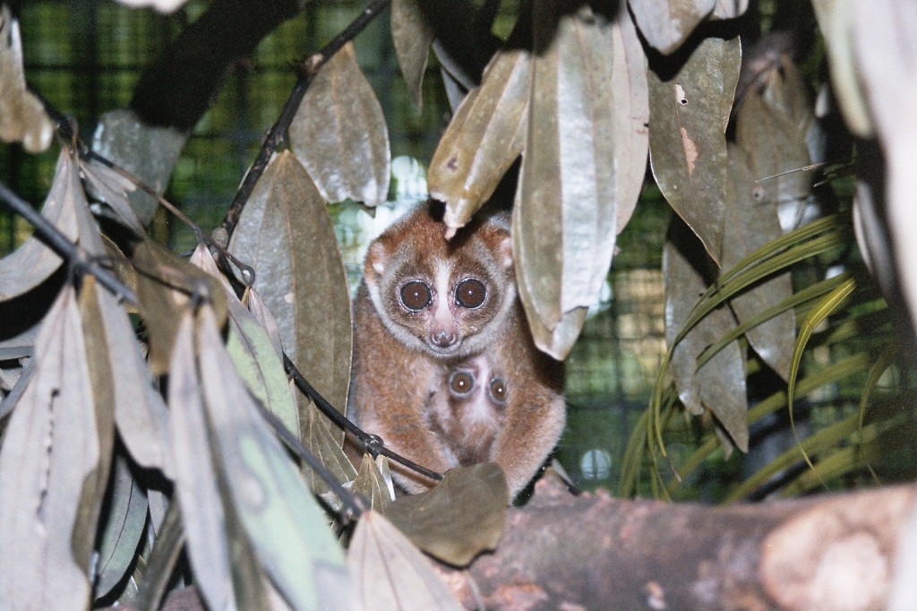 Mother coucang with baby Singapore Zoo