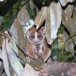 Mother coucang with baby Singapore Zoo