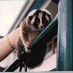 Long coated Ornatus type Javan loris from market