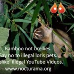 bamboosnotbrelliessmall