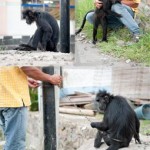 ebonylangur small