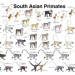 img_monkey