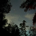 nocturama_bg