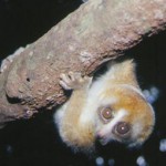 nycticebus_menagensis-konstanswells KinabaluSabah