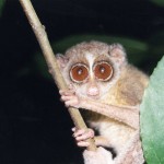 Loris tardigradus tardigradus