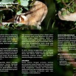 slow loris flyer 2