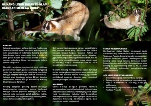 slow loris flyer 2