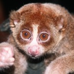 sumatra2