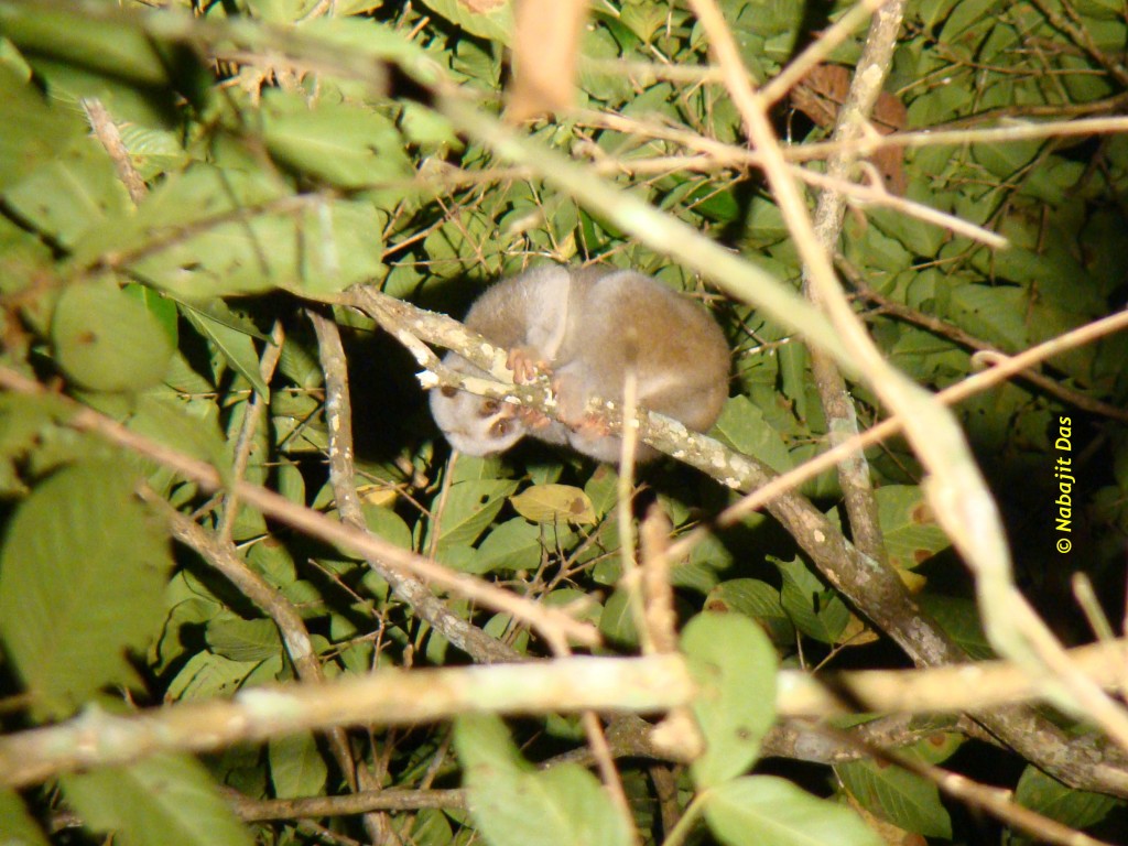 DasNabajitBengalensisAssamIndia (18)