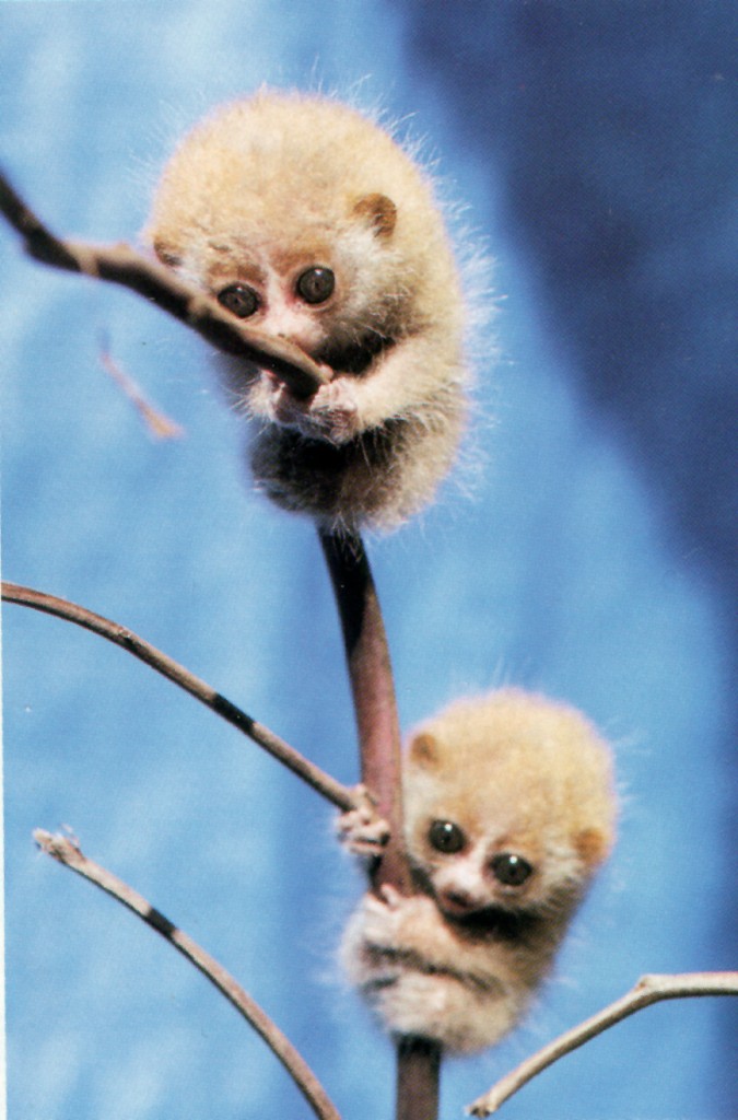 pygmaeus babies ZooNooz p 11