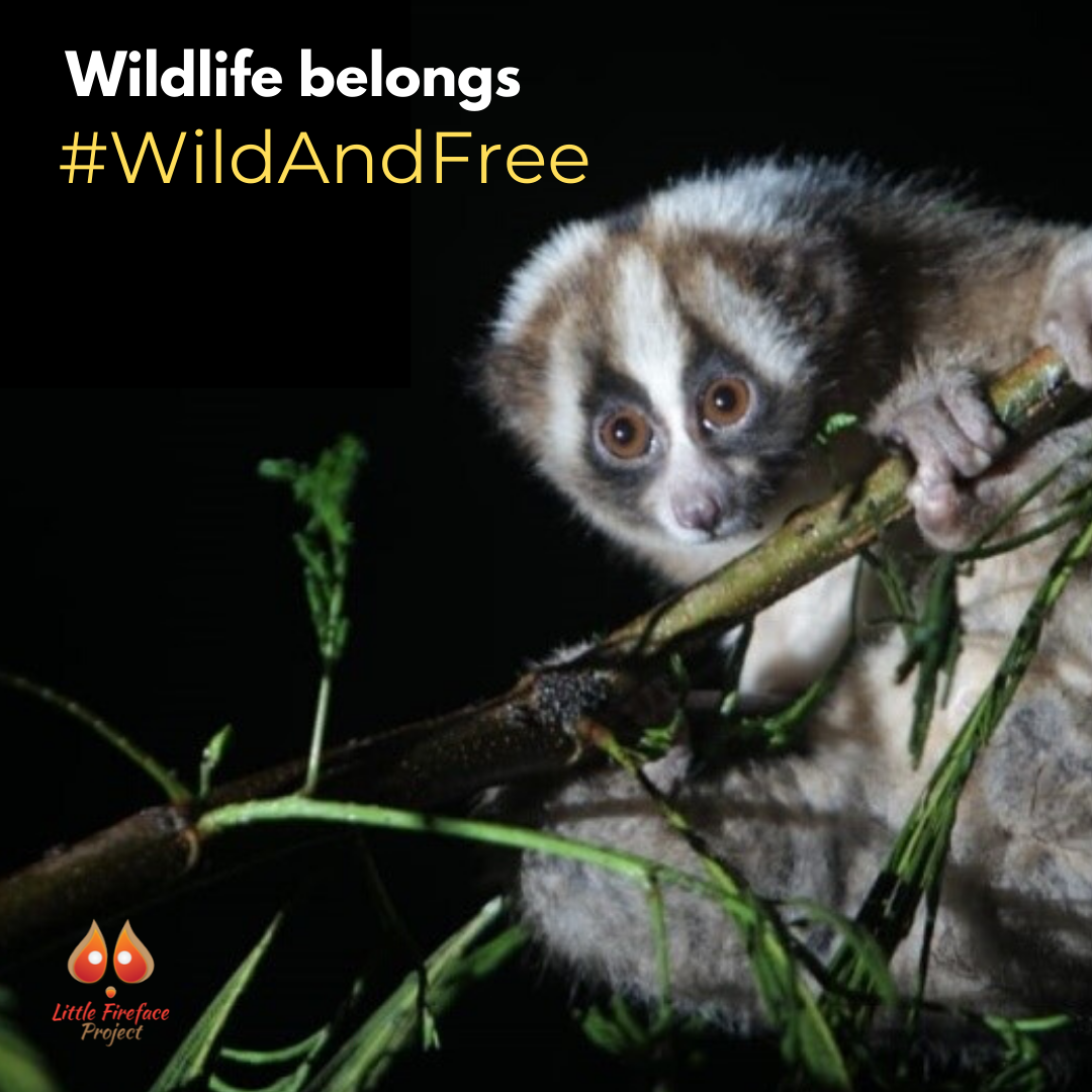 Wild animals should stay in the forest, not in our homes - Little Fireface  Project