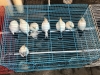 BlackwingedMyna_Mataram_Nijmanetal_2018