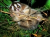 Baby Javan Slow Loris \'Tahini\' by Iing