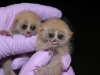 Pygmy slow loris babies by David Haring, Duke Lemur Centre