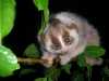 Baby Hill\'s Slow Sumatran slow loris by Anna Nekaris