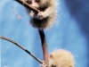 Pygmy slow loris babies by San Diego Zoo