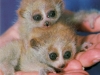 Baby pygmy slow loris by San Diego Zoo