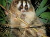 Baby Javan Slow Loris \'Tahini\' by Iing