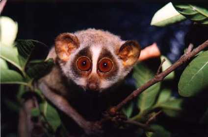 600+ Gambar Hewan Muka Geni Gratis Terbaru